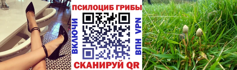 где купить наркоту  Куртамыш  Псилоцибиновые грибы ЛСД 